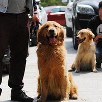 2015���ݽ�ëѰ��Ȯ���ֲ�����ͼƬ��