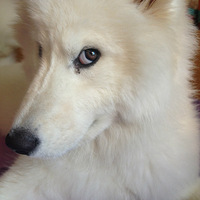 б�۵���Ħ����