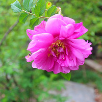 Ѿͷ衿ս----IN THE SPRING