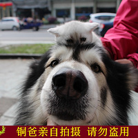 ������֮�ǡ�+�ҼҵĴ���ͭ������