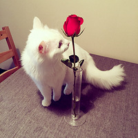 ������֮�ǡ����棬�ж��ӳ�û���������޻������׸��С����