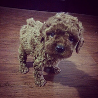 ���Ұ����á���Ҫ�������޹���С�������ҡ�