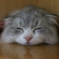 ������֮�ǡ���è��û~~show�Ҽҳ�ë�۶�С��è��