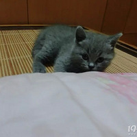 ���������Ҹ�����