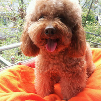 ������֮�ǡ�����˧��