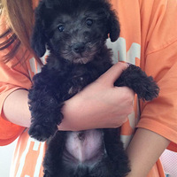 ������֮�ǡ��ҽ�seven��һֻ�������µĻҹ� ��־��Ϊ��������