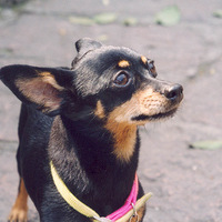 ������֮�ǡ�+����1994���С¹Ȯ