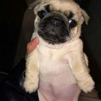 ������֮�ǡ�ɹɹ�Ҽҳ�����ģ���POSE�İ͸����ģ���