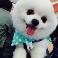 ��̢ ���ײ����������� 