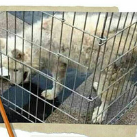 ������֮�ǡ�+������������(һֻ��Ħ��������