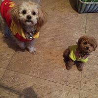 ������֮�ǡ���Ȯ--�Ի�һö