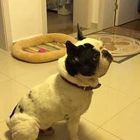 ������֮�ǡ���ͷ��ֻ����֪���㵨С�������ŵ÷ų�P����~����~