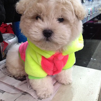 ������֮�ǡ�ֻ����һֻ���񡪡����д��ȳ�����ɳ�����