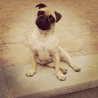 ���ϰ���Ƭ