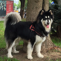 �����������Ҹ�����