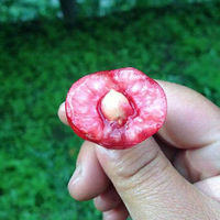 �����봨����1500�����ϵĳ����ӣ������𣡲�����America����