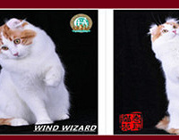 ��è��ϴ�����ڽ��ܸ߶˴����ϵ��ε���������è��duang