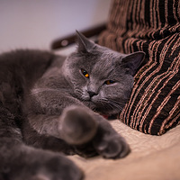 �ҼҵĴ�è������