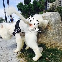 �ӹ�������й����ȥ�˽⹷��������