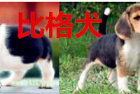 ���ڽ��� �ȸ�Ȯ�������׸�³����Ȯ������