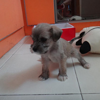 �Ҽ�ţ��3���ˡ�����СѼ����������������