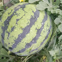 2015�ѳ����ϴ���ֱ����18191373276���ǳ����ţ�