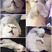 �Ը�óɹ��Ĵ���Ӽ�Ȱ��ɺ�����Ƥ������