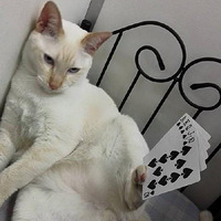 {ת}��������һֻ��Gaigai wuwu��è�����ýž���ܶණ��