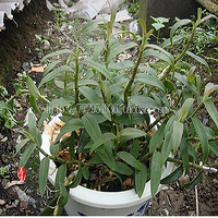 �Լһ�����ֲ����Ƥʯ�����������㶷��΢�ۡ��ɻ�����