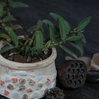 ������Ƥʯ�����ԣ������ֽ�����ת����~~