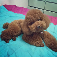 ���Ұ����á�������һö����������Ů�ɺã�