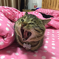  [����֮��] ������ĳ���Խ��Խ���ˣ���ʱ���ó���ɹɹ��