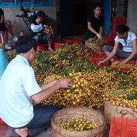 ��ԭ��̬Ϊ�������Ƥ���˽����������Ƿ��ʺϳԻ�Ƥ