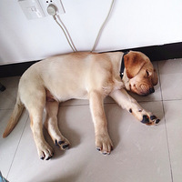 �����ȳ衪Tony�ɳ���