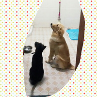 �������ȳ衿+������Ƥ�����Ķ���