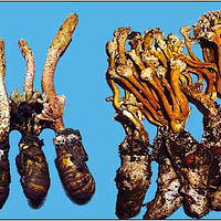 ����֪���������������׳�֪�˻���