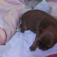 ɹɹ�Ҽҿɰ���Сĵ��