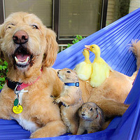 ���̲�סת�ء�������Ѽ�Ӻ͹������ȳ�һ����~