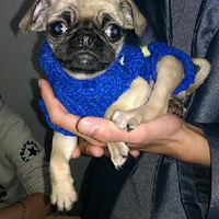 �������ȳ衿�͸�lucky�Ĺ���