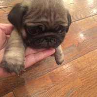 С�͸�ɳ�ʷ�ȷ���