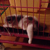 ������ǣ��������ҵĴ�׳����ȣ�