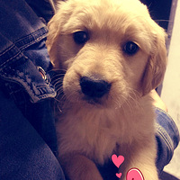 �������ȳ衿��һ����Բ��˿�����һ����ƭ������Ǯ~