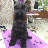 �������ȳ衿+ ��ѧ��¥¥�����辭�����������¥¥����Ŷ��