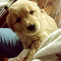 �������ȳ衿����������ǵļ���~~