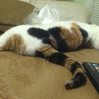 �������ȳ衿�����˵�����ֻ��"����"�����