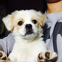 �������ȳ衿�ҵ�С����