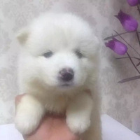 �������ȳ衿������ ��㳤����Ŷ