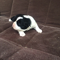 �������ȳ衿С���ɡ���Ҳ̫���ˡ�    