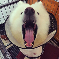 �������ȳ衿����ȥĳһ��ȵ����