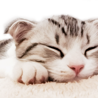 �������ȳ衿С�߶�+С���